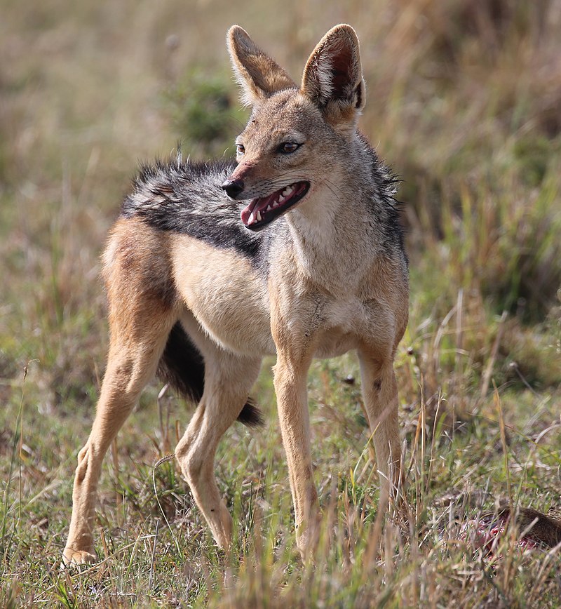 Black-backed_jackal_and_kill,_Masai_Mara,_Kenya_(52465819308).jpg