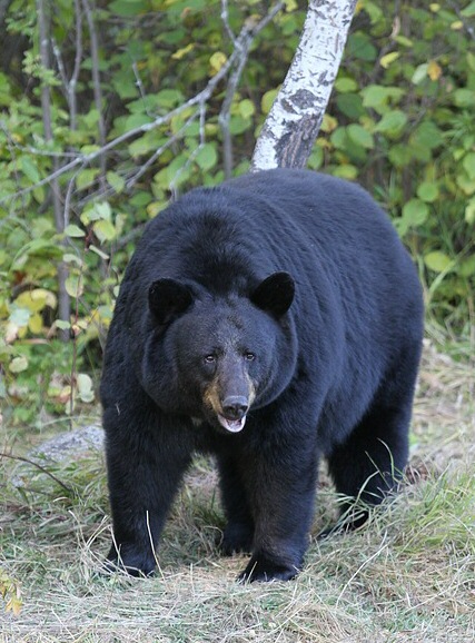 Black Bear.jpg