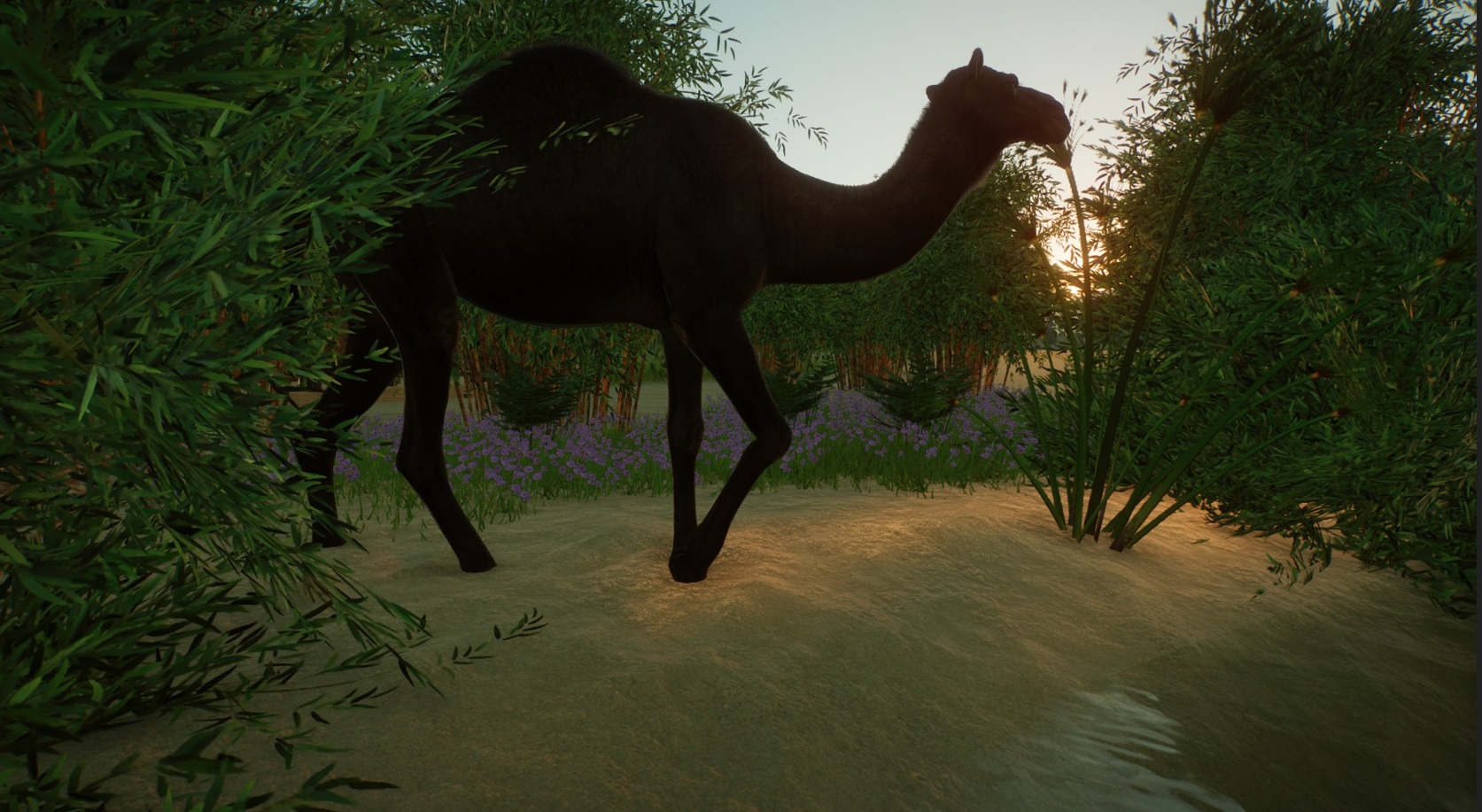 Black Camel.jpg