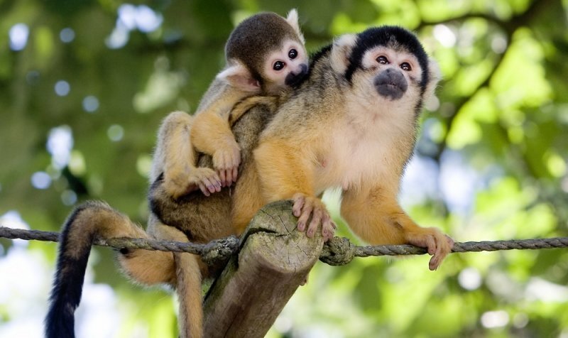 black-capped-squirrel-monkey.jpg