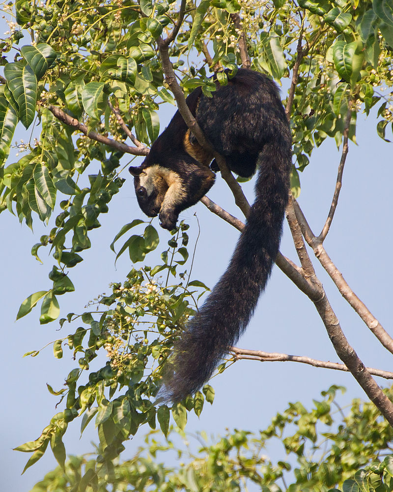 black giant squirrel or Malayan giant squirre.jpg