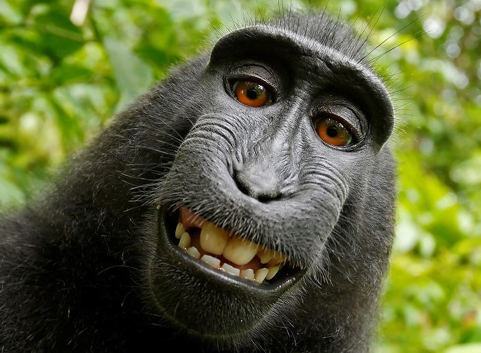Black-macaque-copyright-selfie.jpg
