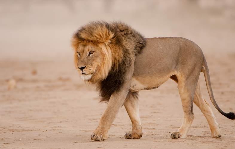 black-maned-lion-shem-compion-786x500.jpg