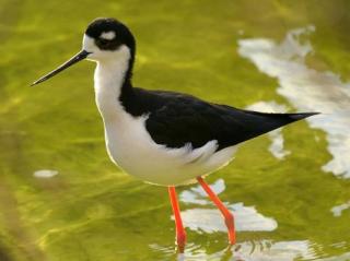 Black necked Stilt 2.jpg