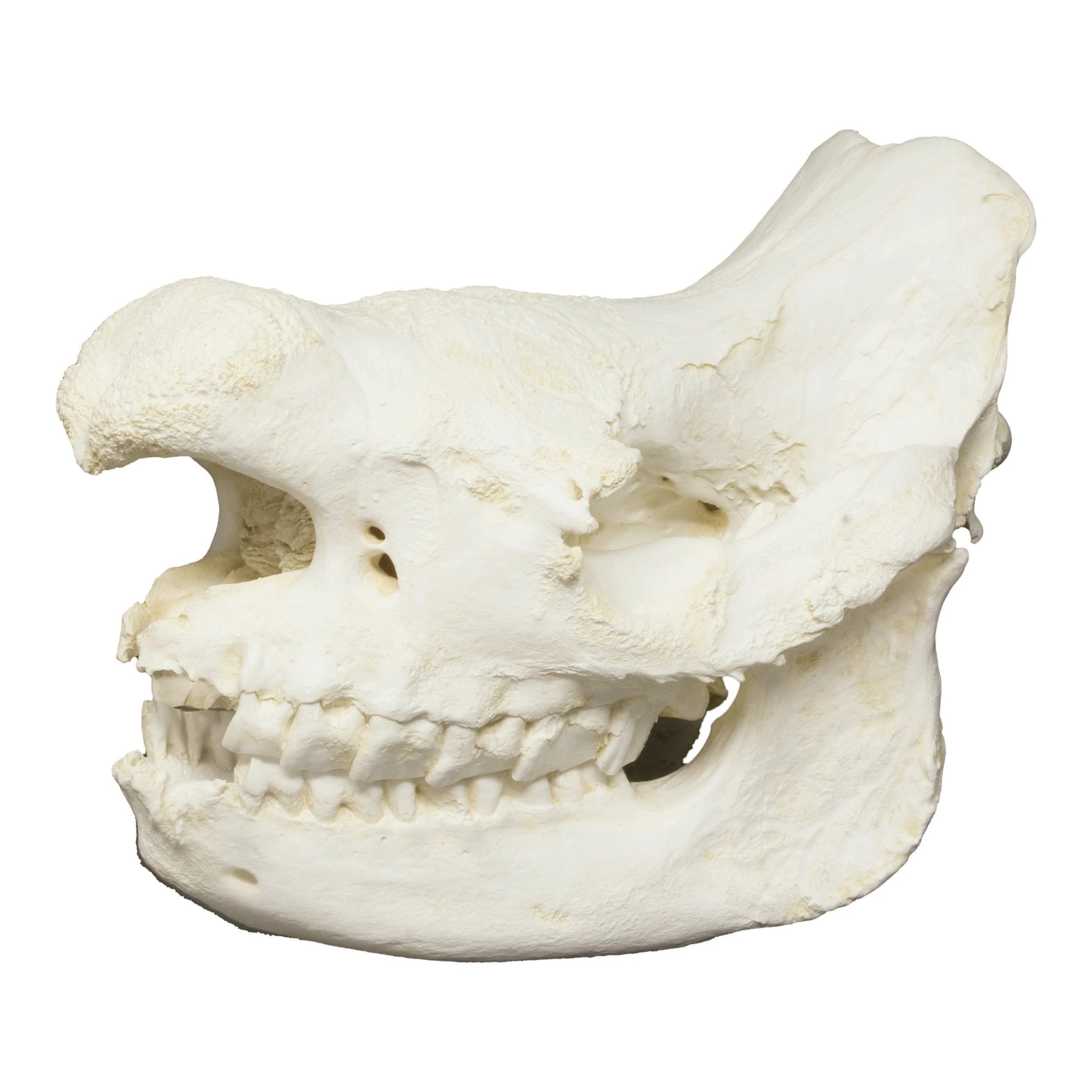 black rhino skull jpg.jpg