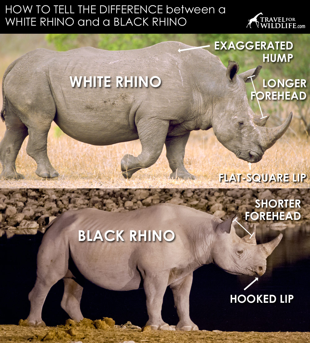 black-rhino-vs-white-rhino-side.jpg