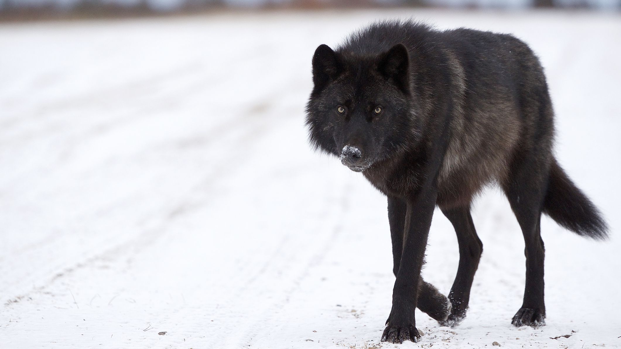 black-wolf-approaches-a-photographer-hudson-bay-949087536-5c44f0fa46e0fb000191455b.jpg