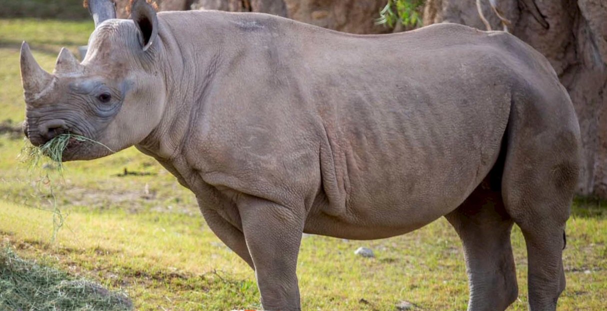 Black_Rhino1.jpg