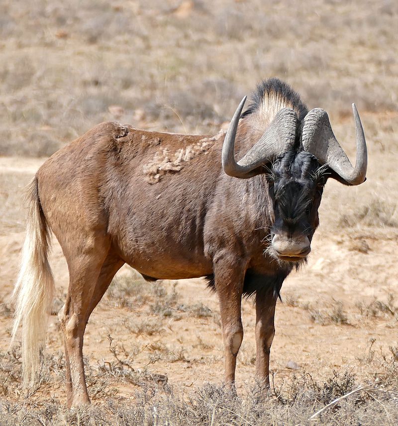 Black_Wildebeest_(Connochaetes_gnou)_(31746882054).jpg