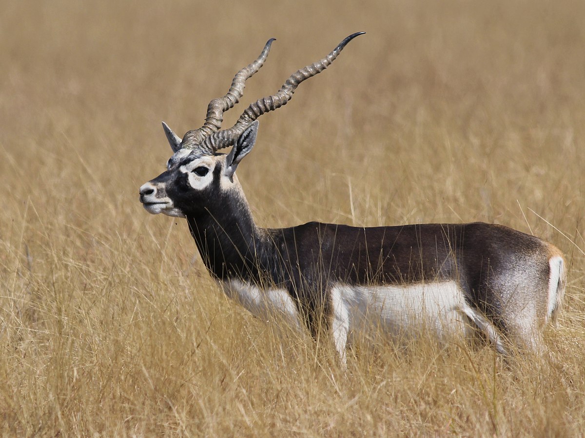 blackbuck-5th-anniversary.JPG
