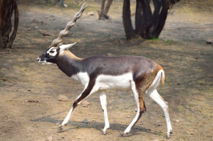 BlackBuck-700x464.jpg