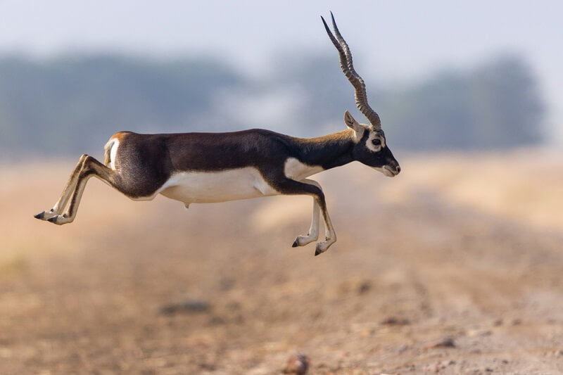 blackbuck-antelope.jpg