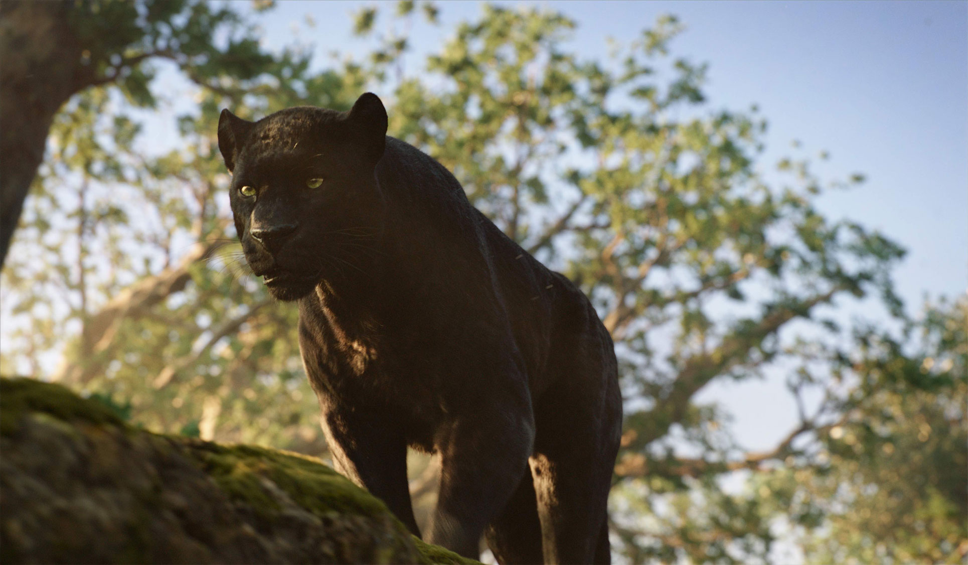 blackleopard445.jpg