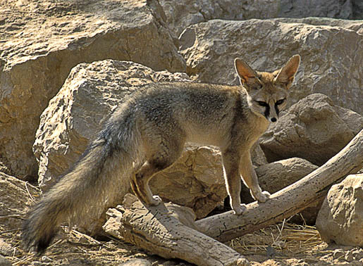blanfordfox.png