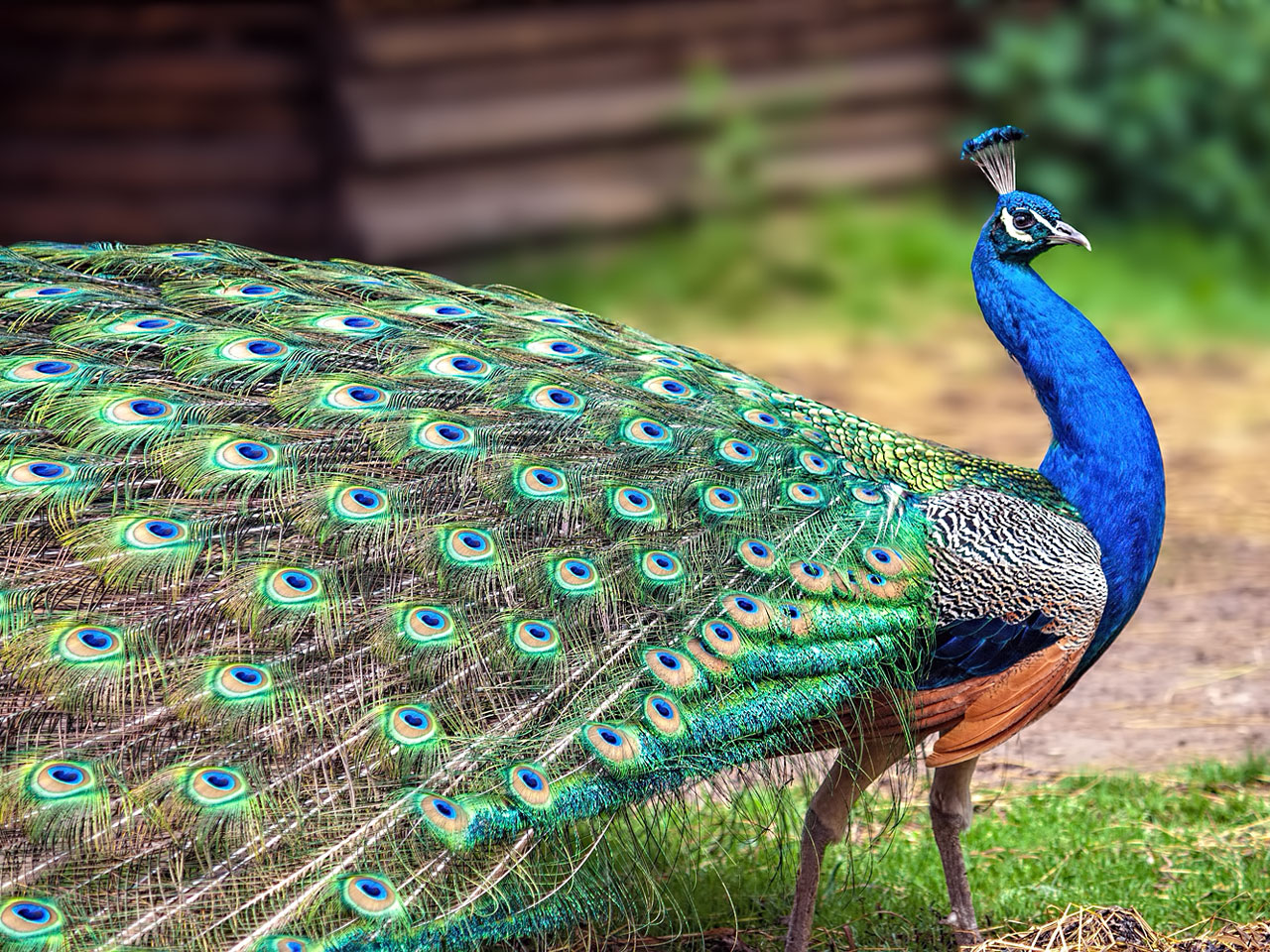 blauer-pfau-maennchen.jpg