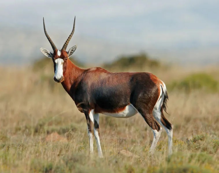 Blesbok.jpg