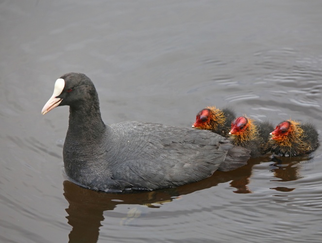 blesshuhnfamilie-im-wasser-wfspanthermedia27033567663x500-72dpi.jpg