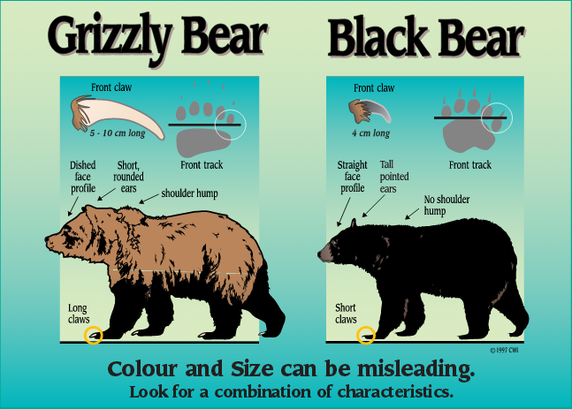 blog-windigo-ours-versus-grizzli.png