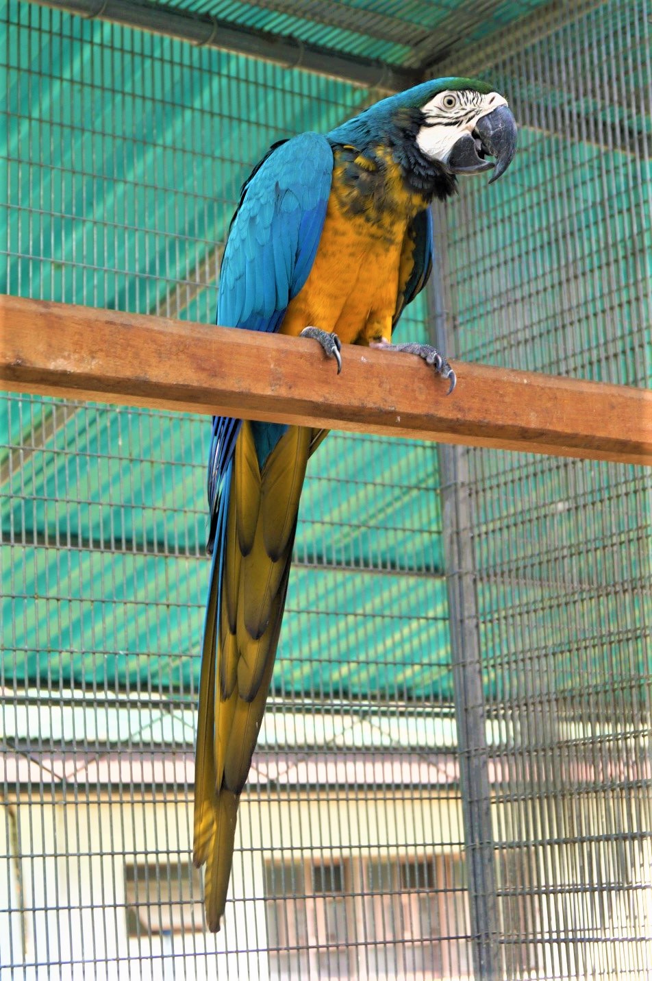 Blue-and-Gold-Macaw-Grey-Green-Olive-.jpg