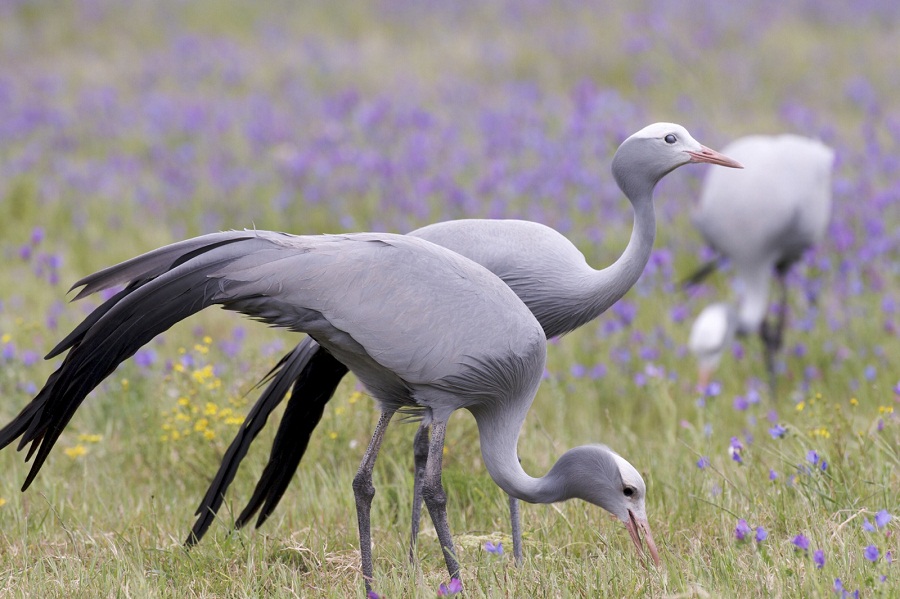 Blue-Crane-Pictures.jpg