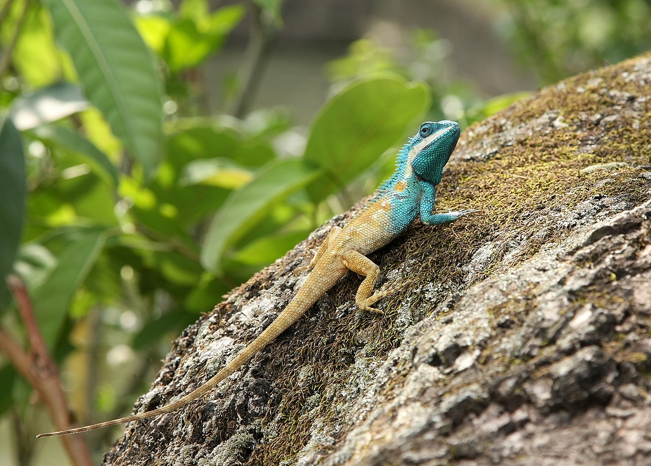 blue crested lizard.JPG