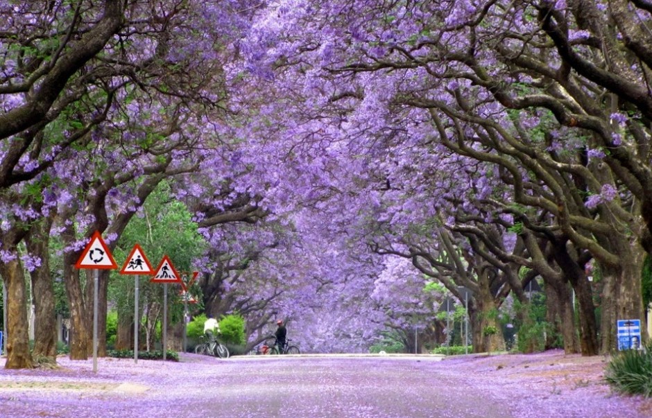 blue-jacaranda2-940x603.jpg