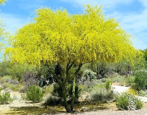 blue-palo-verde-trees-blue-tree-in-bloom.jpg