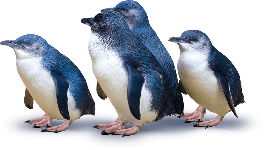 blue-penguins-group.png