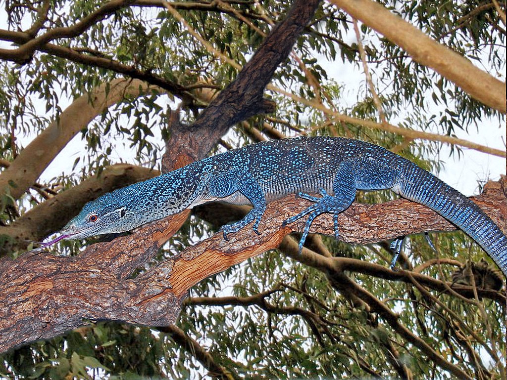 blue-spotted.jpg