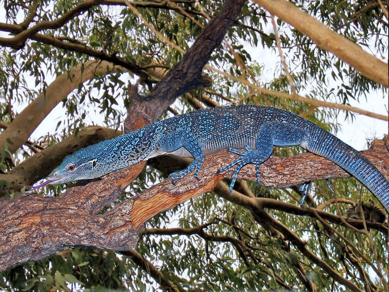 Blue-spotted tree monitor (EN).jpg