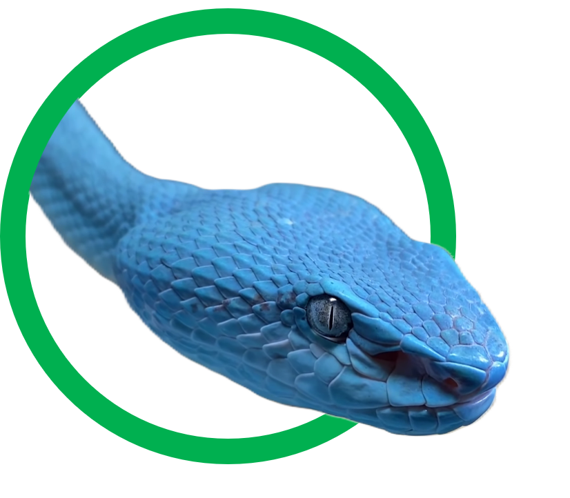Blue Viper1.png