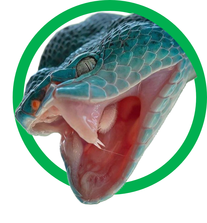 Blue Viper2.png
