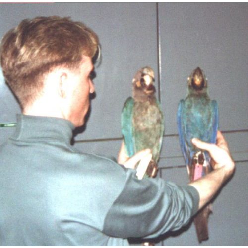 Glaucous vs Lear