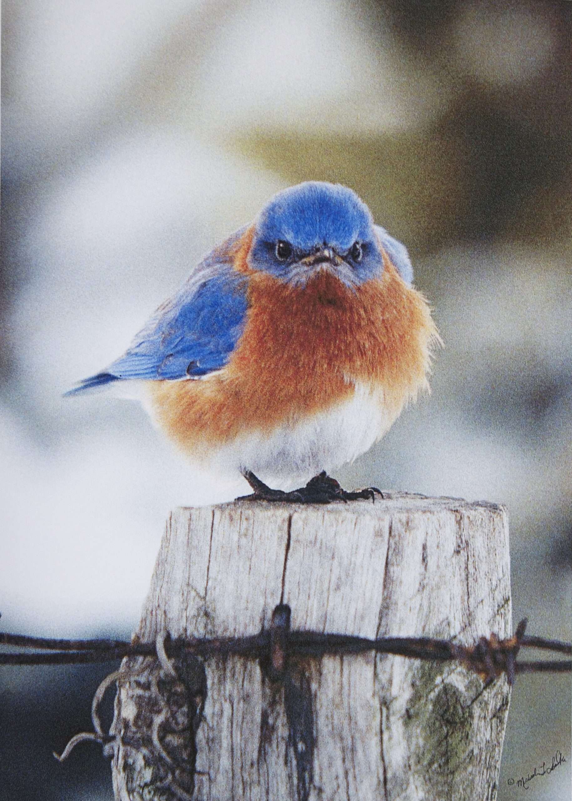 bluebird-scaled.jpg