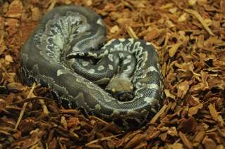 Blutpython.jpg