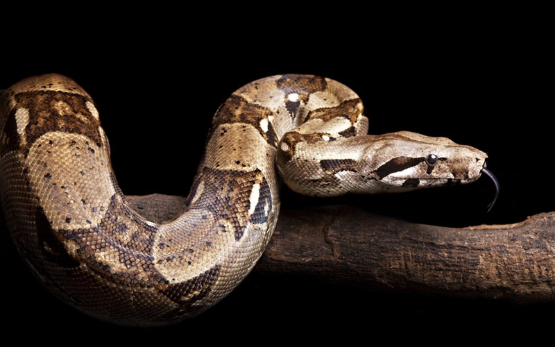 boa-constrictor.jpg