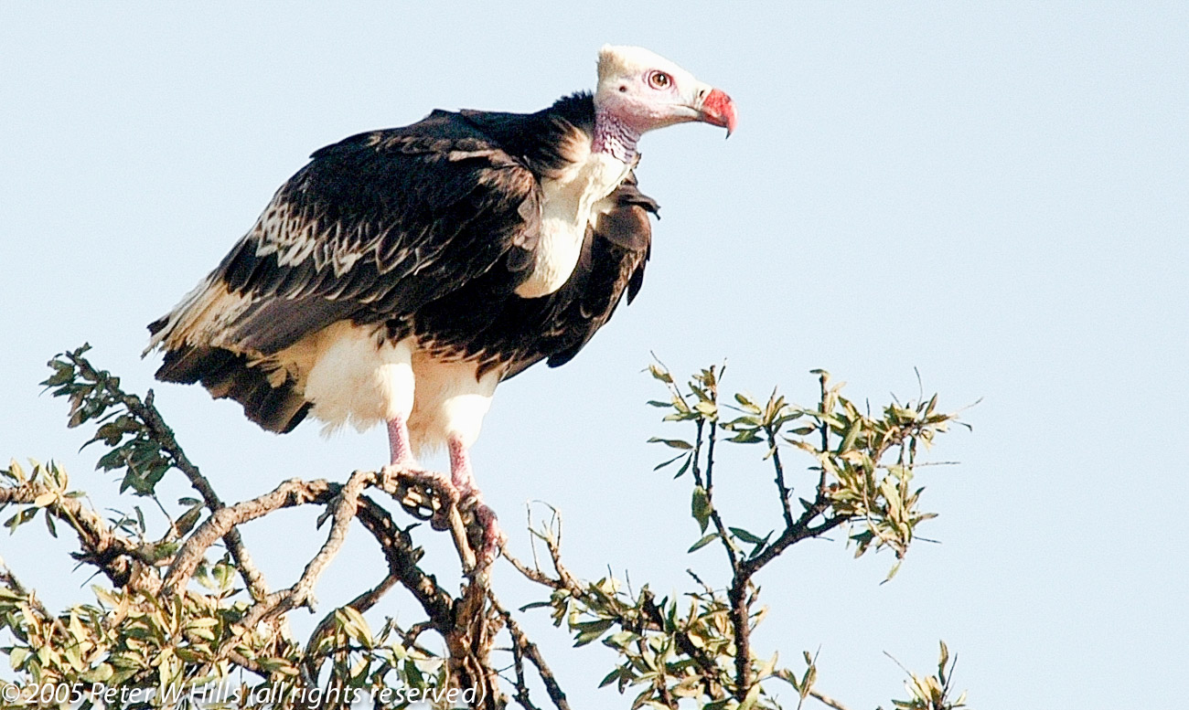 BOA07604b-Vulture-White-Headed-f-1-Samburu-Kenya-Aug06-D100A_1.jpg