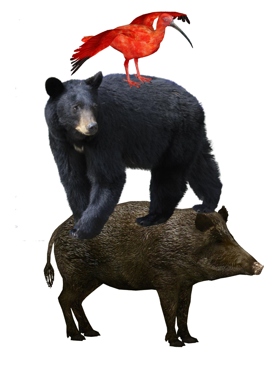 boar_png31483-1031028938.png