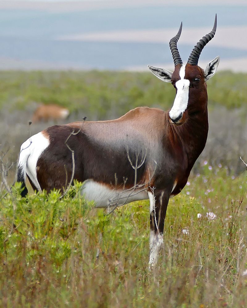 Bontebok.jpg