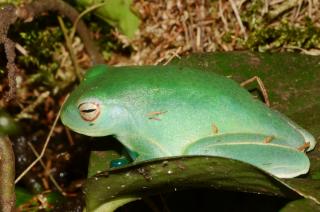 Boophis luteus.jpg