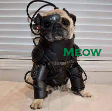 Borgdog.jpg