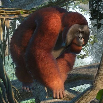 Borneo Orangutan.jpg
