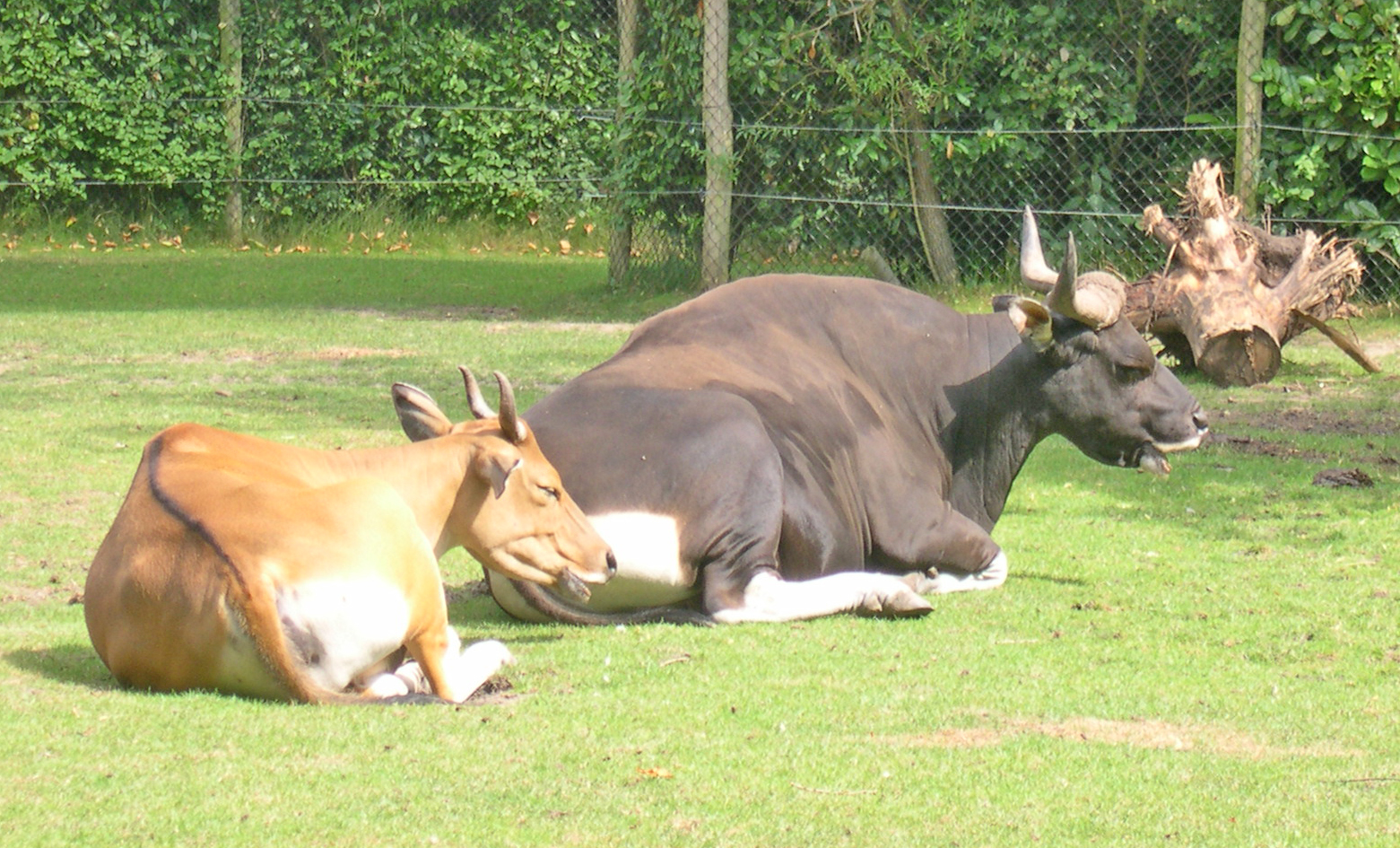 Bos_javanicus_javanicus.jpg