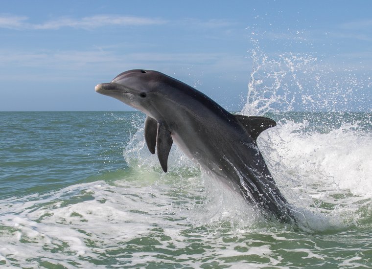 Bottlenose_dolphin_-_Tory_Kallman_.2e16d0ba.fill-760x550.jpg
