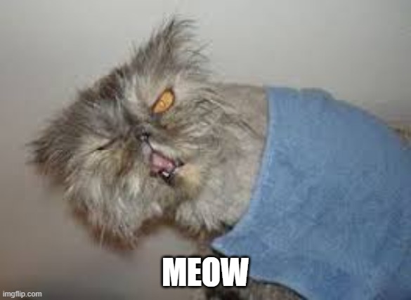 bottomcat.jpg
