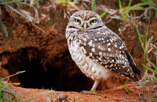 BOTW-Homepage-Thumbnail_Burrowing-Owl.jpg