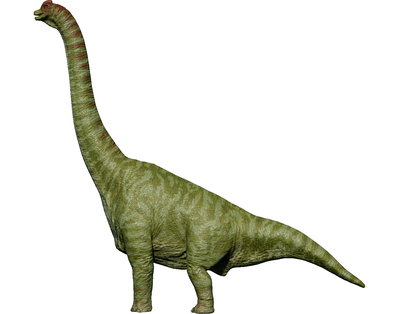 Brach01.png