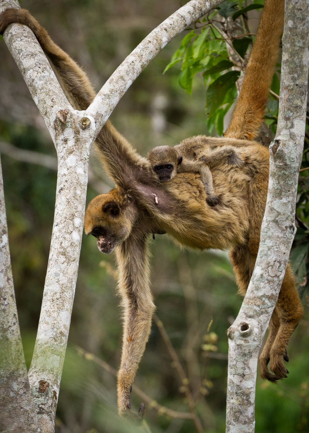 Brachyteles_hypoxanthus.jpg