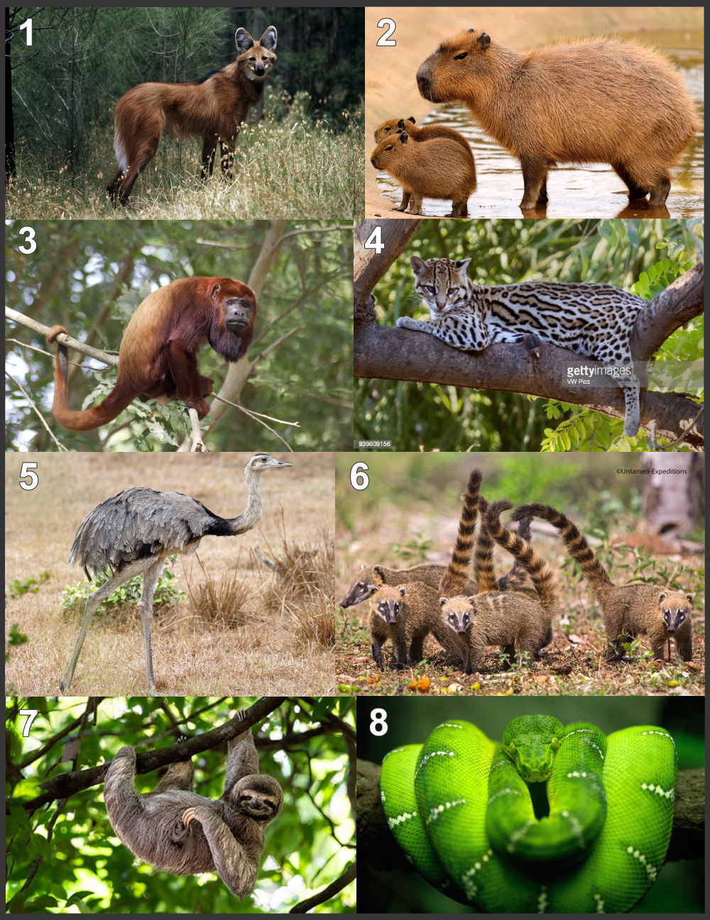 brazil planet zoo ideas.png