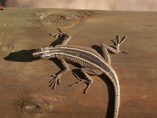 Broadley's flat lizard female.jpg